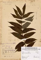 藏品(食茱萸)的圖片